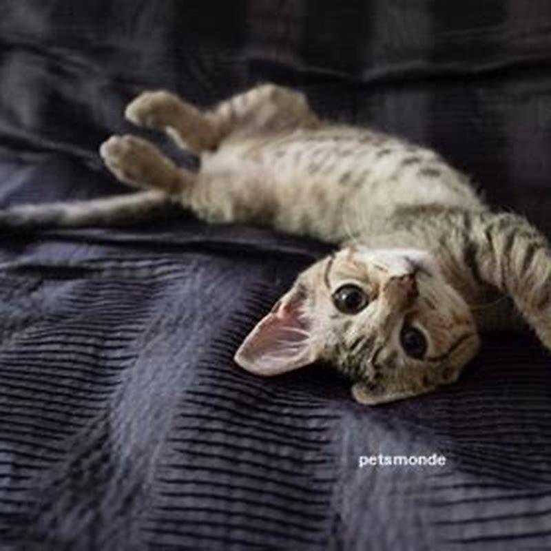 What does it mean when a cat brushes up against another cat?