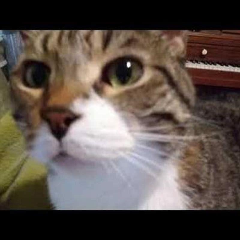 What does it mean when a cat sniffs you?