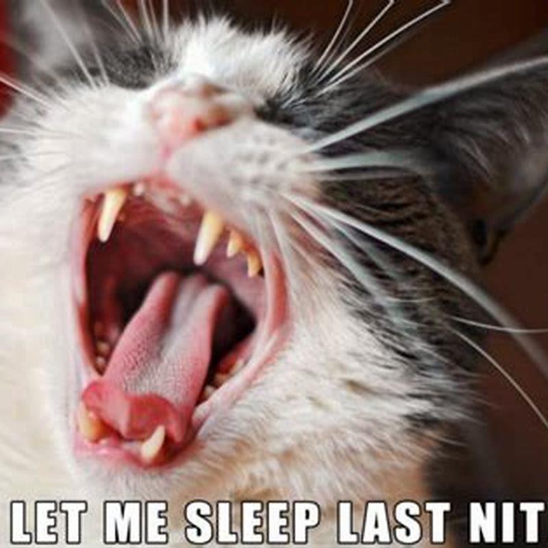 What does it mean when a cat yawns excessively?