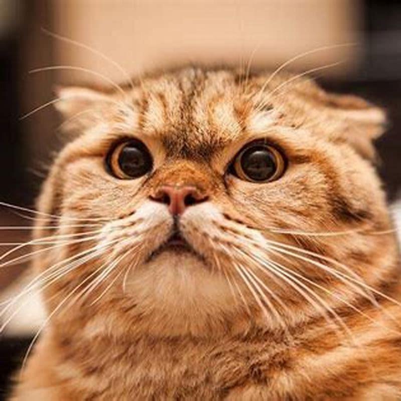 What does it mean when cats ears go to the side?
