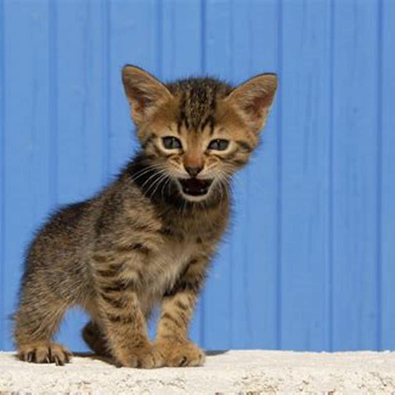 What does it mean when cats meow at each other?