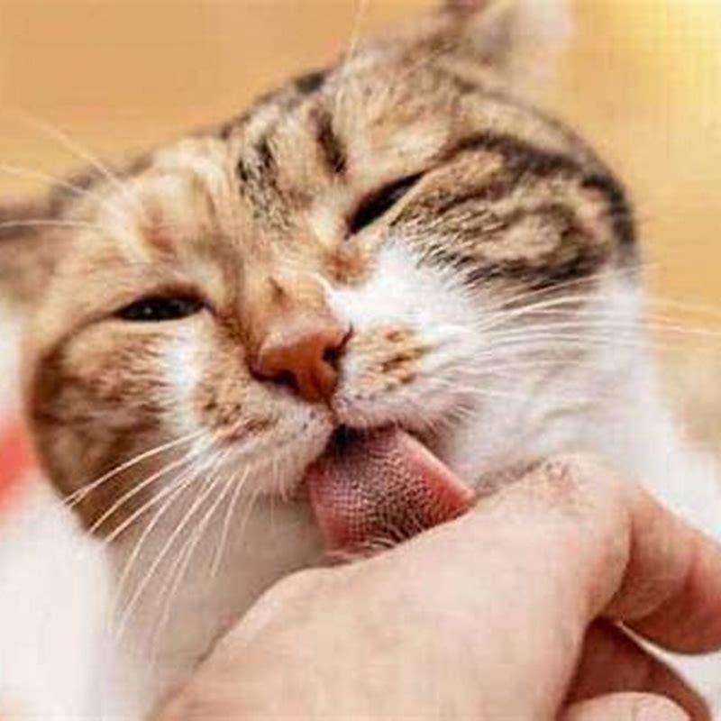 What does it mean when your cat grooms your other cat?