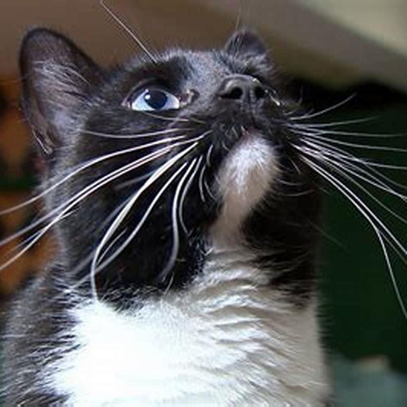 What does music sound like to cats?