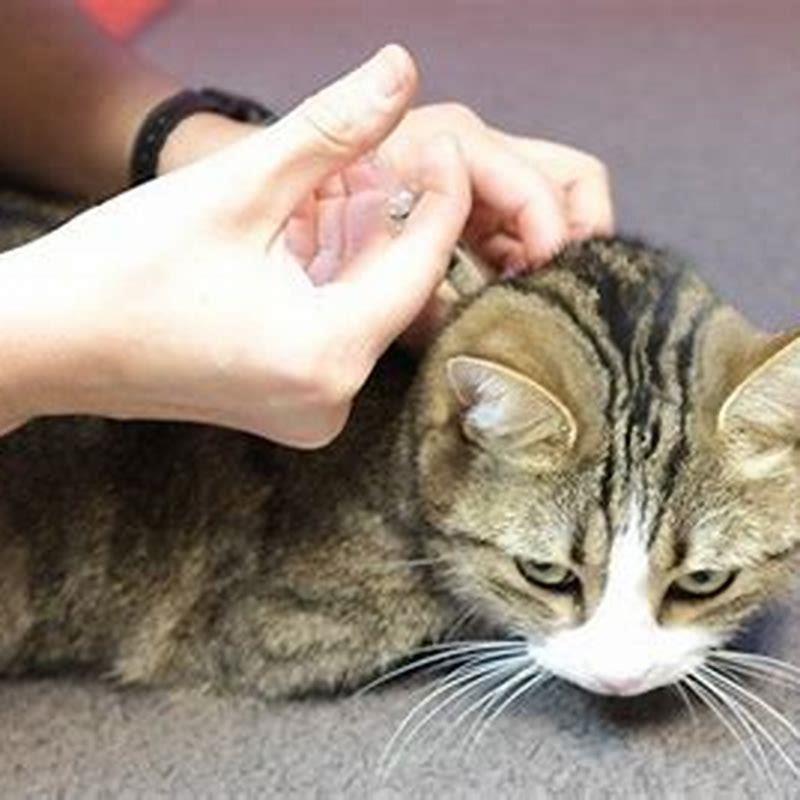 What does prednisone treat in cats?