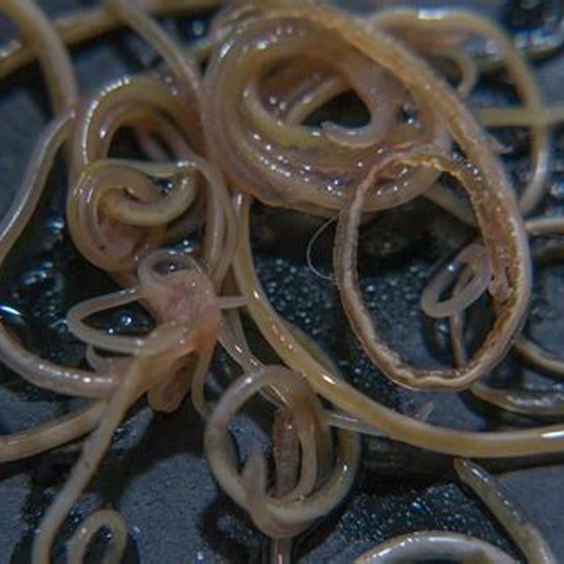 What does roundworm look like in cats?