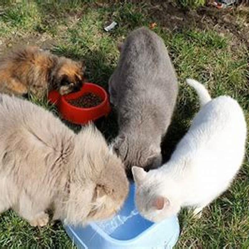 What does the bay cat eat?