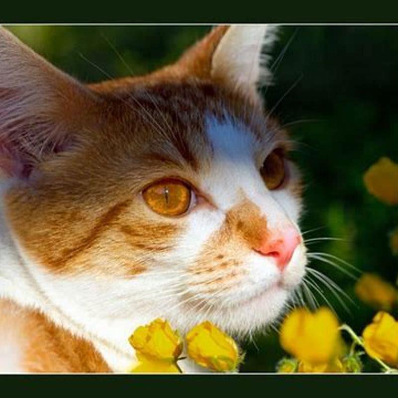 What flowers Cannot be around cats?