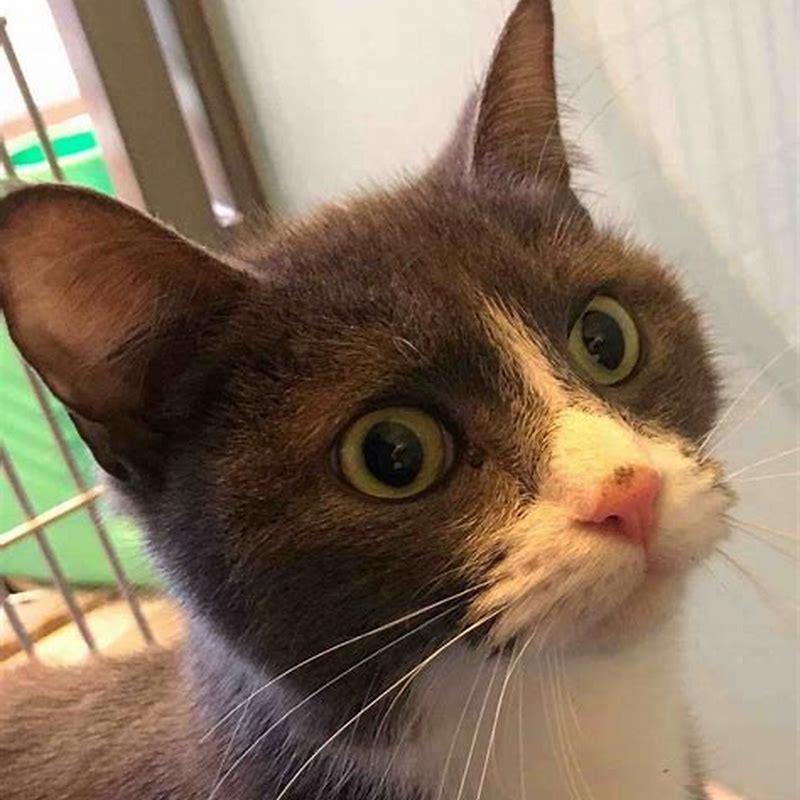What happens to a cat with a heart murmur?
