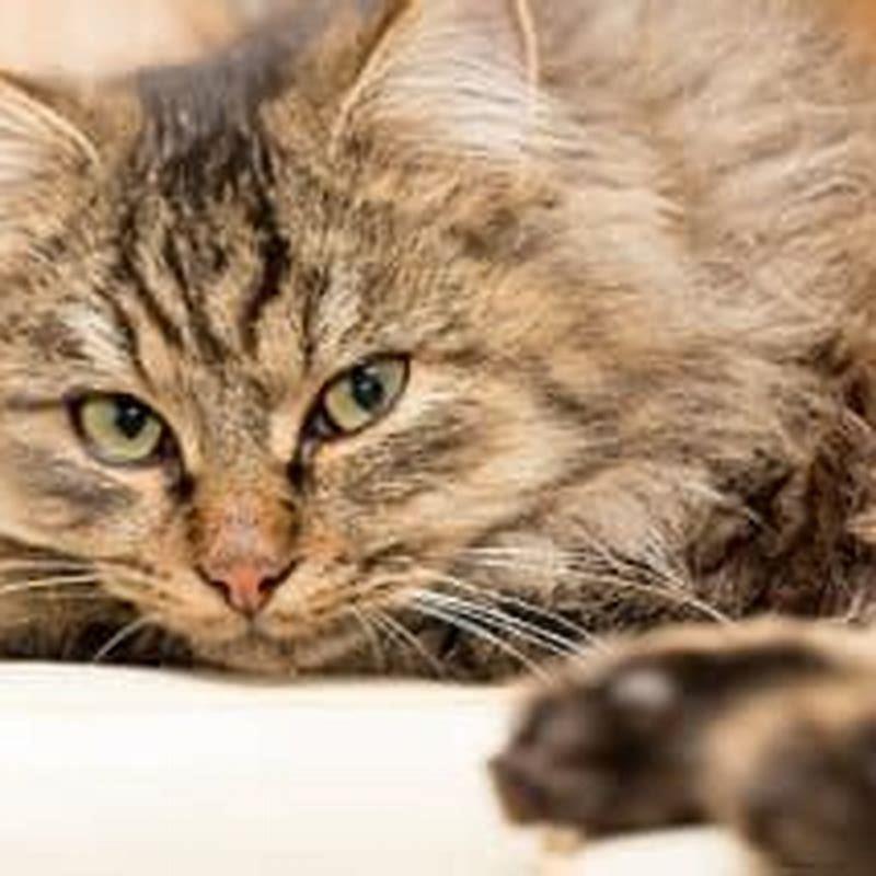 What happens to a cat with untreated diabetes?