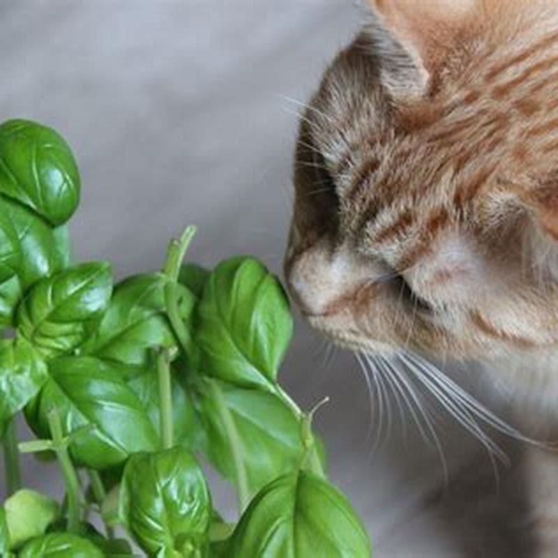 Herbs Cats Like at Maurice Wilson blog