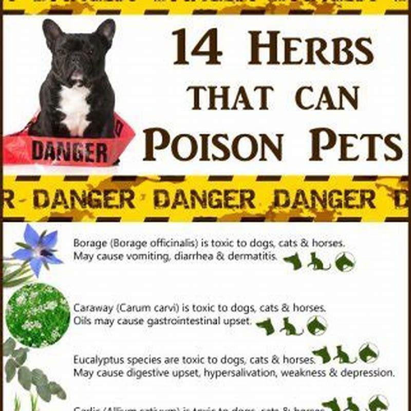 What herbs are toxic to pets? - DIY Seattle