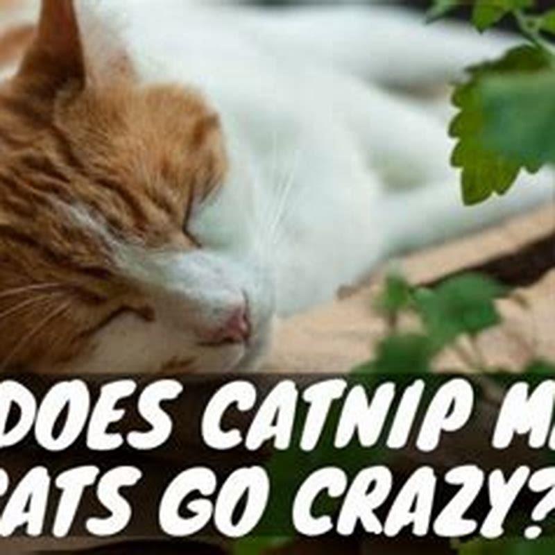 What herbs make cats go crazy diy seattle
