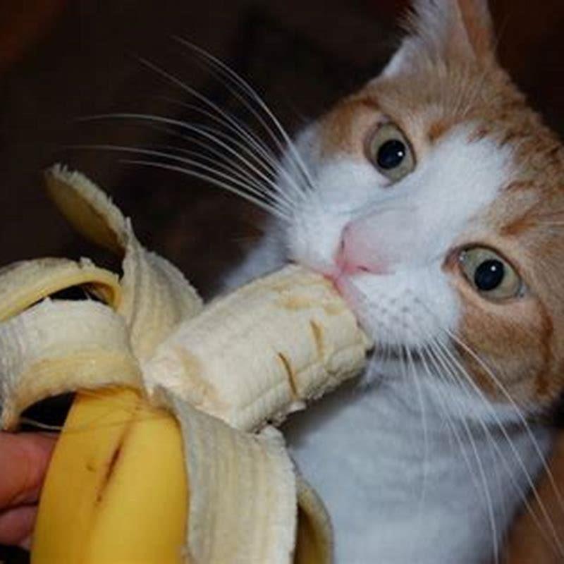 what-human-food-do-cats-like-the-most-diy-seattle