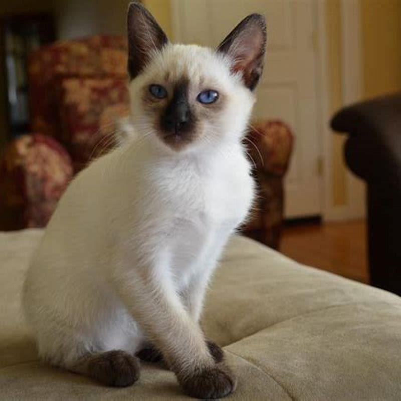 What is a Balinese cat a mix of? DIY Seattle