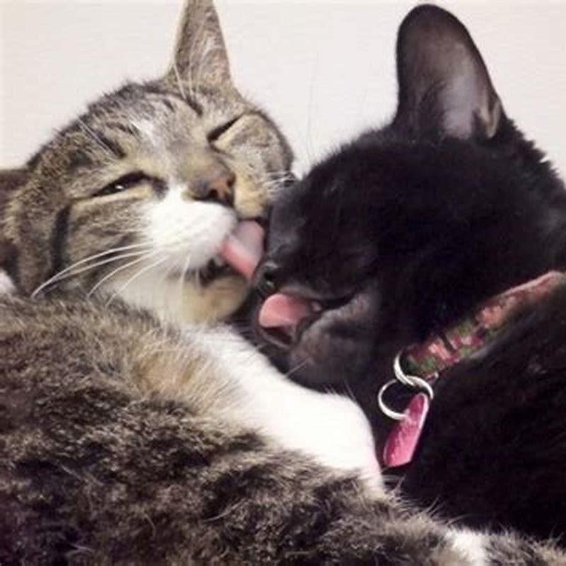 what-is-it-called-when-a-cat-licks-another-cat-diy-seattle