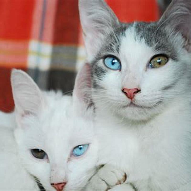 What is special about cats eyes?