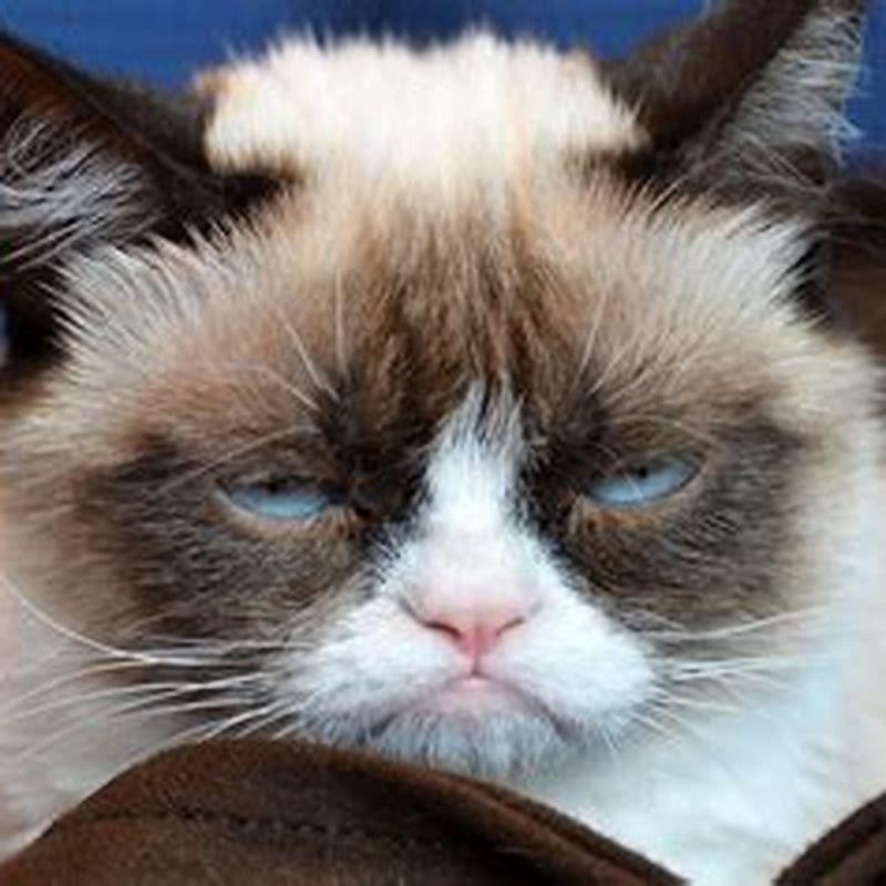 What is stressful to cats?