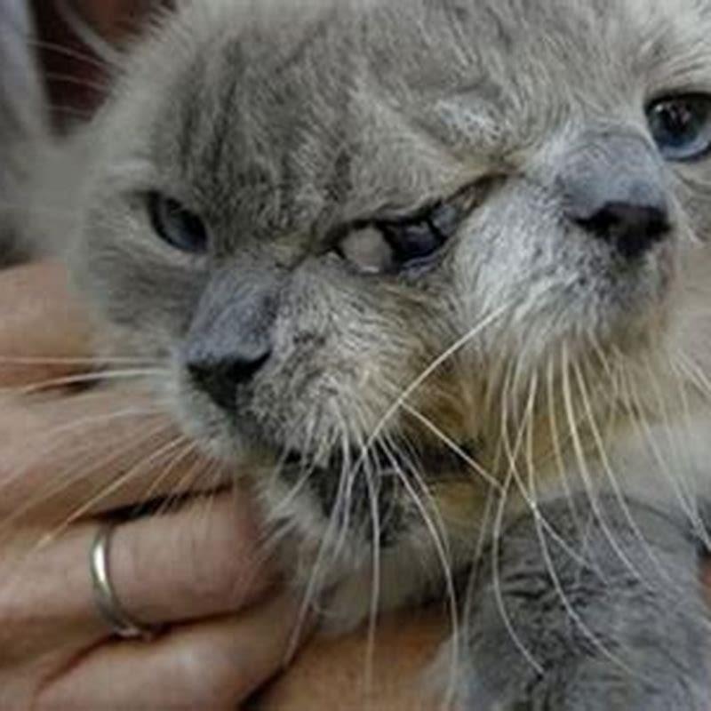 What is the average age of a cat when it dies?