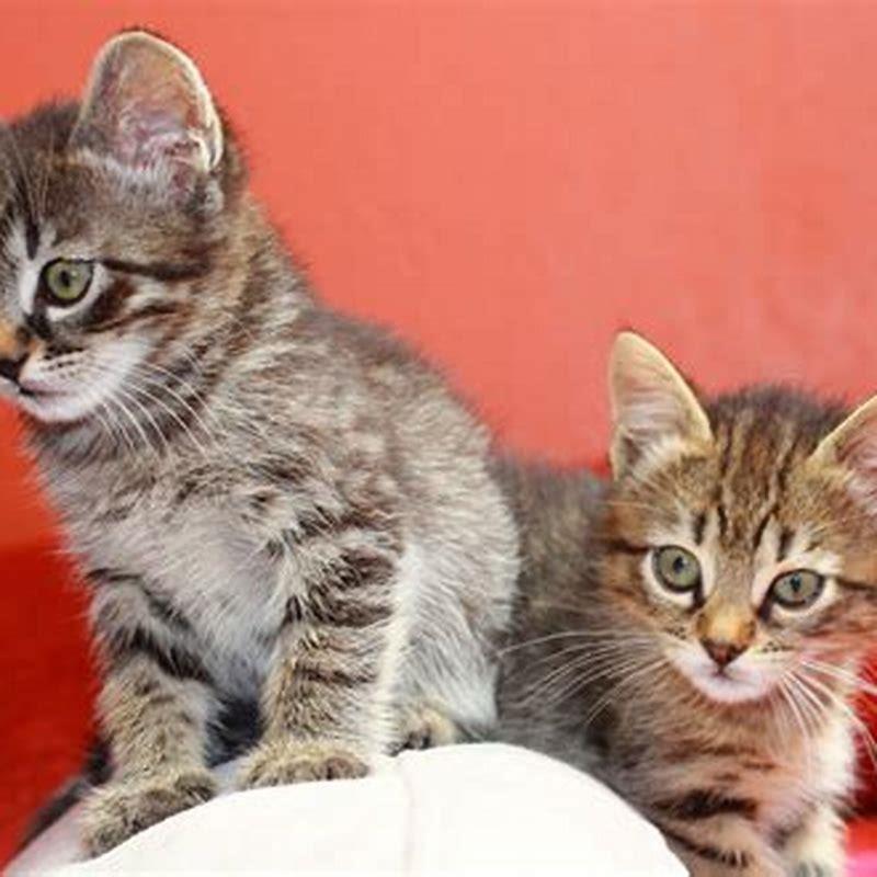 What Is The Best Age To Spay A Kitten DIY Seattle