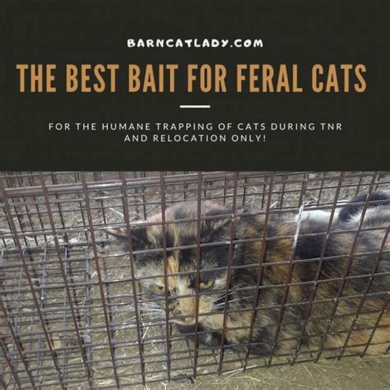 What is the best bait for a cat trap?