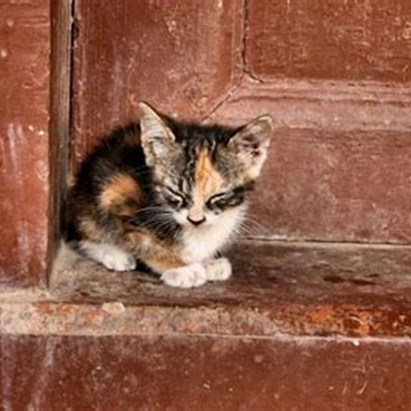 What is the best thing to do with a stray cat?