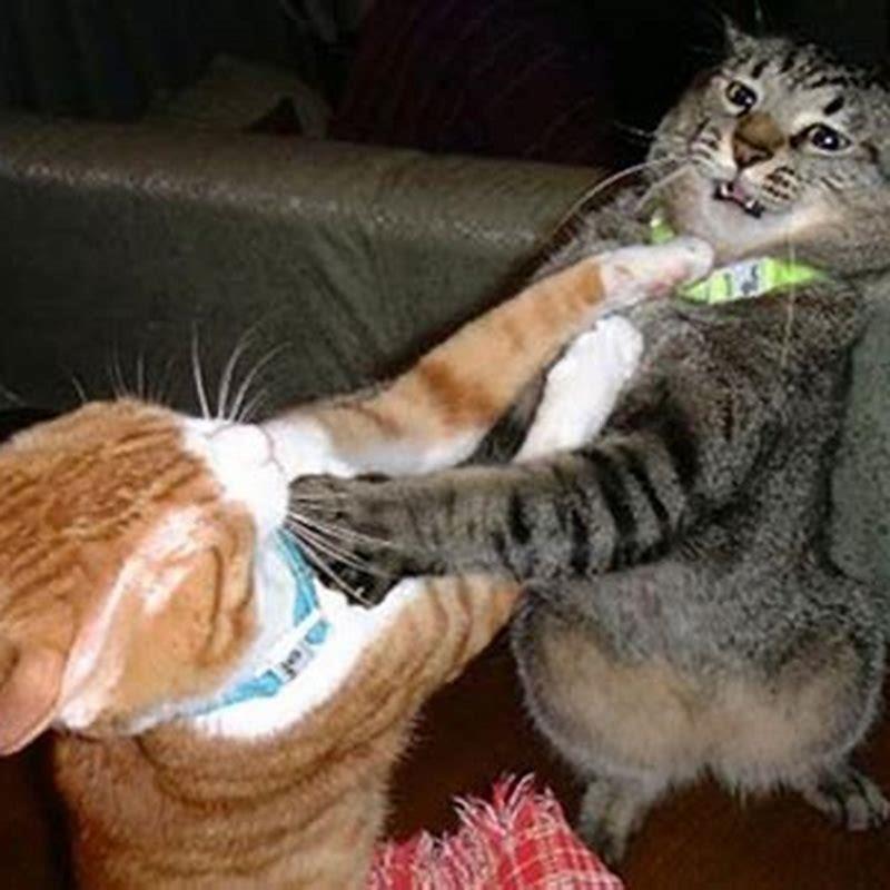 What is the best way to stop cats from fighting?