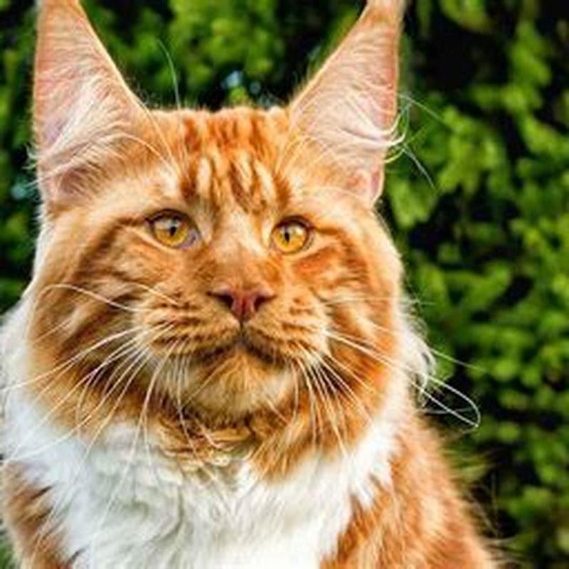 What is the biggest breed of household cat?