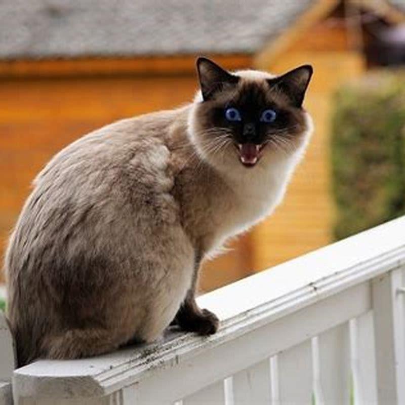 What is the difference between a Siamese cat and a Thai cat?