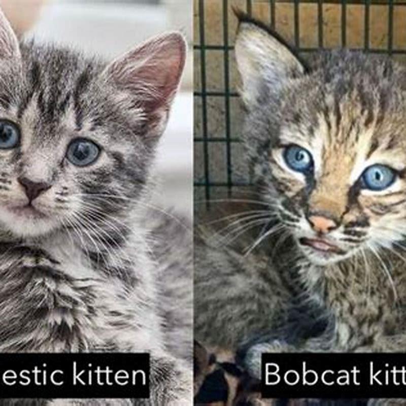 What is the difference between a tabby cat and a domestic cat?