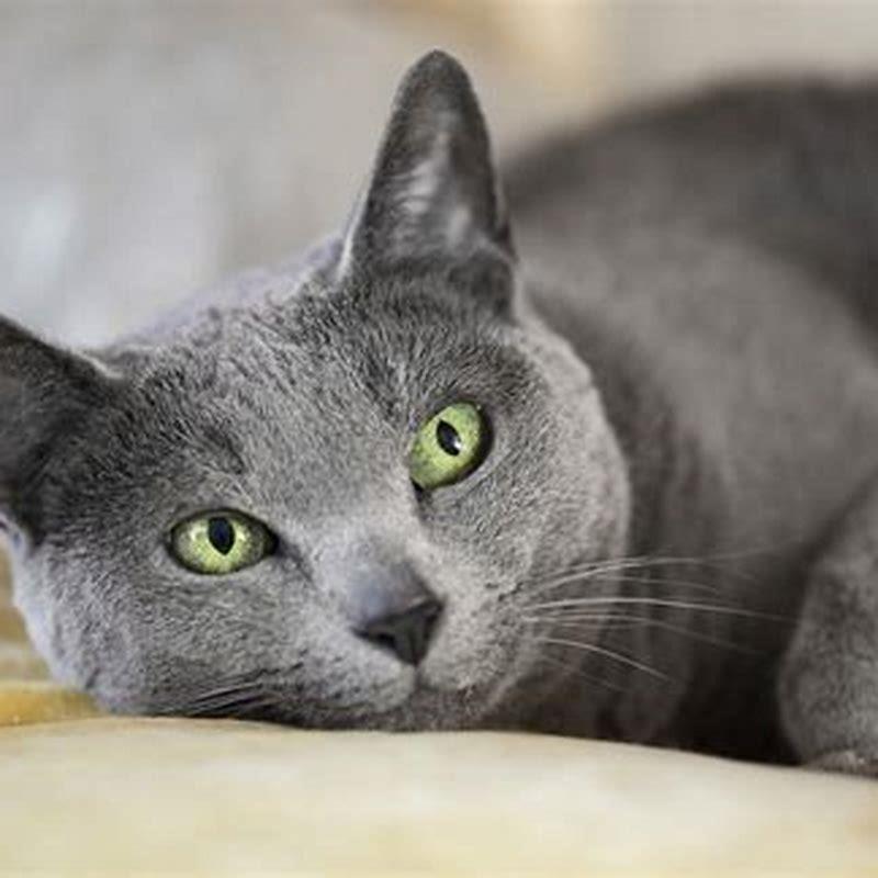 What is the healthiest breed of cat?