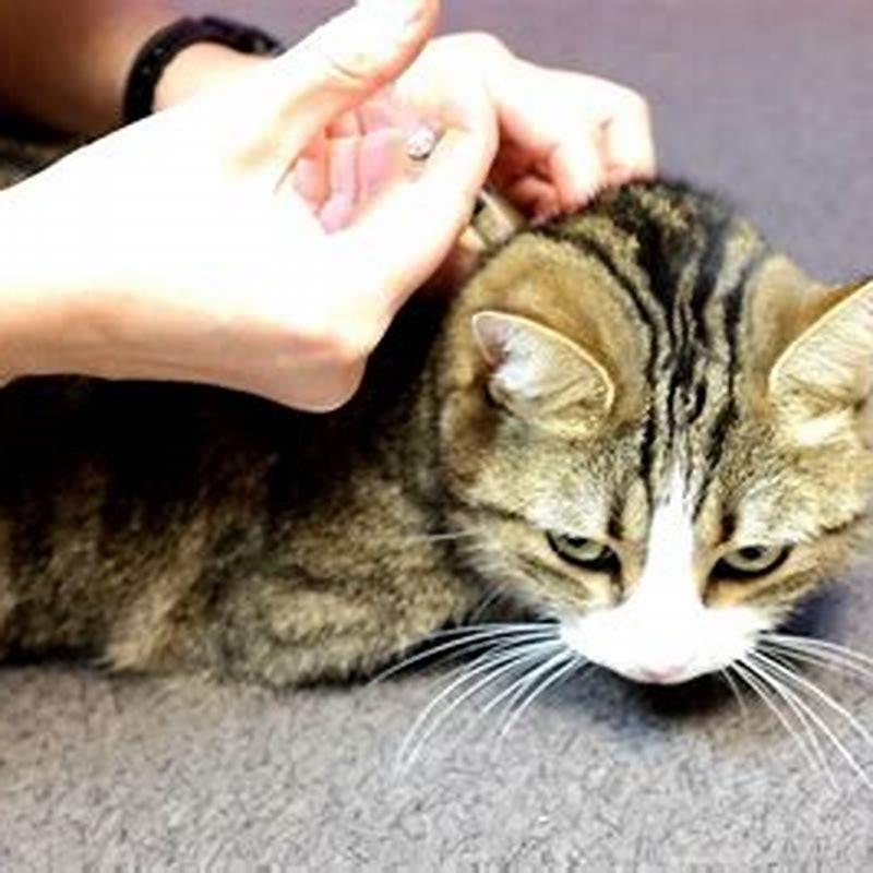 Picture of What is the life expectancy of a cat with diabetes? - DIY Seattle
