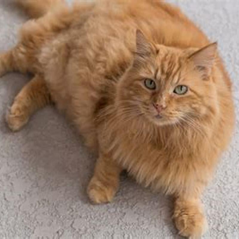 What Is The Most Common Orange Cat Breed Diy Seattle