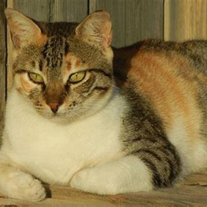 What is the percentage of a male calico cat?