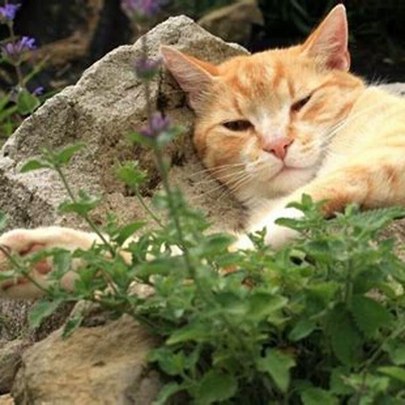 What is the point of giving cats catnip?