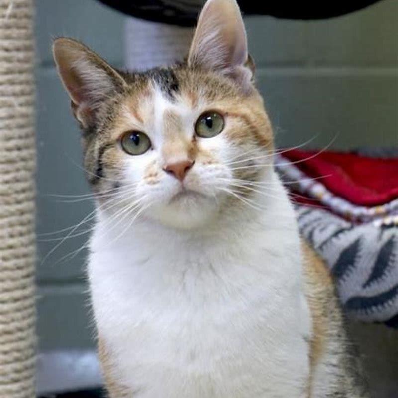 What is the ratio of male to female calico cats?