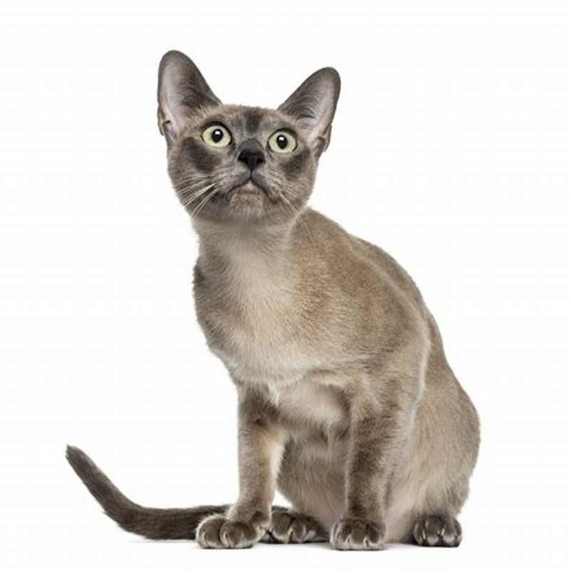 What is the smartest cat?