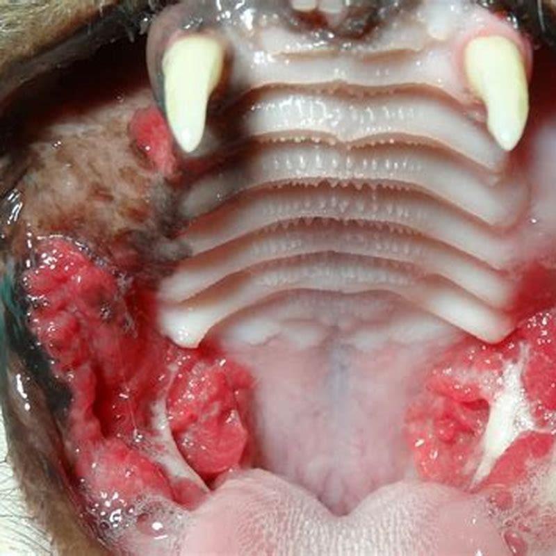 What is the treatment for stomatitis in cats?