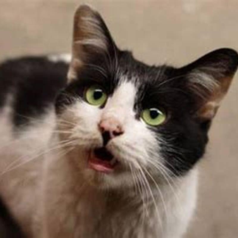 What is trilling in cats?