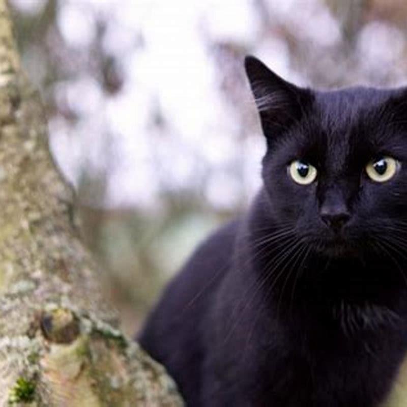 What kind of cat is a black cat?