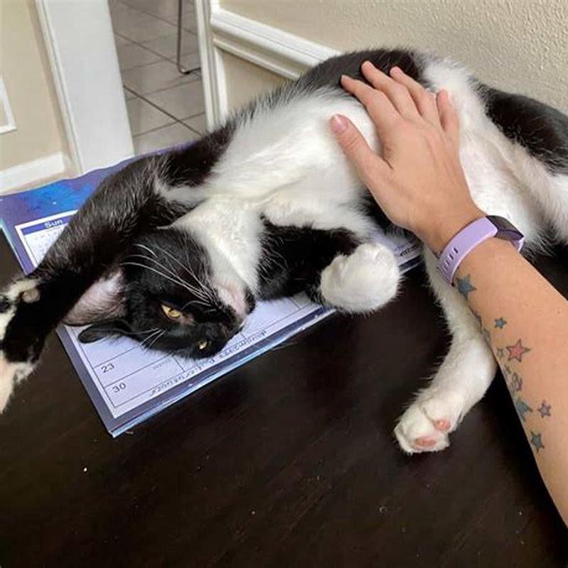 What kind of rubs do cats like?