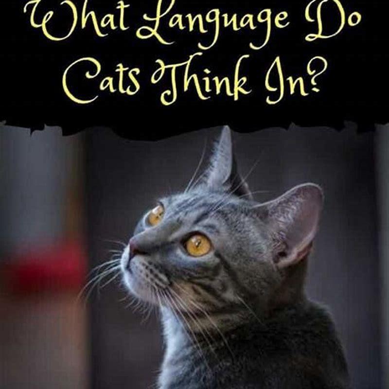 what-language-do-cats-think-diy-seattle