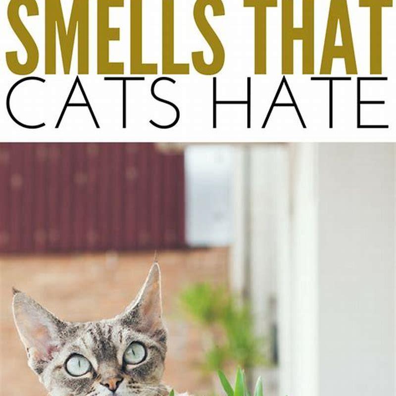 What Plants Will Keep Cats Away Diy Seattle 8875