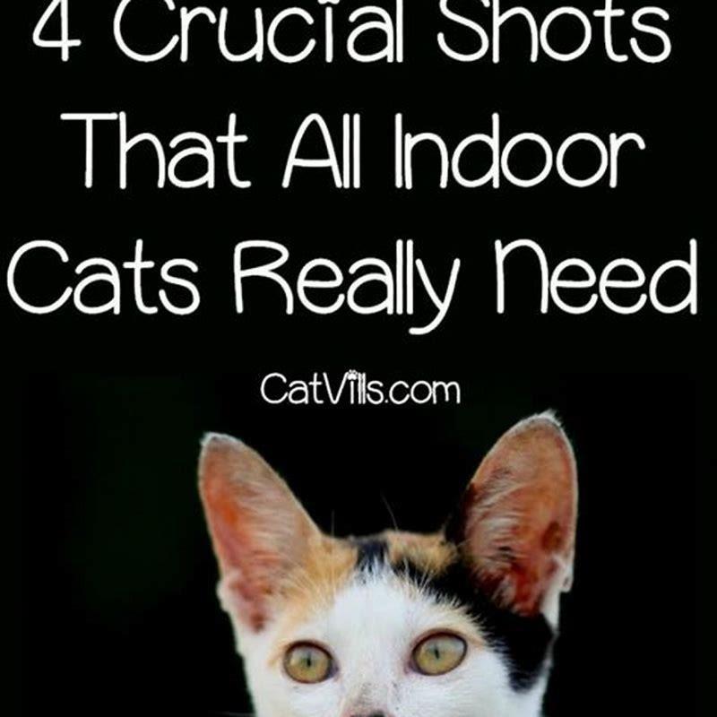 What shots do cats all need?