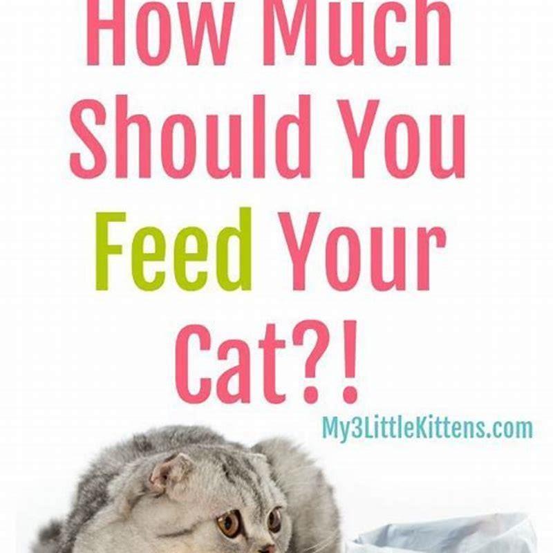 What Should I Feed A Cat With Kittens DIY Seattle