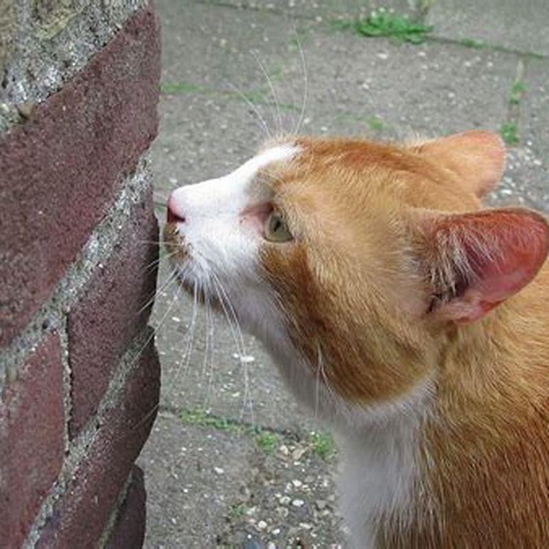 What smells do cats hate most?