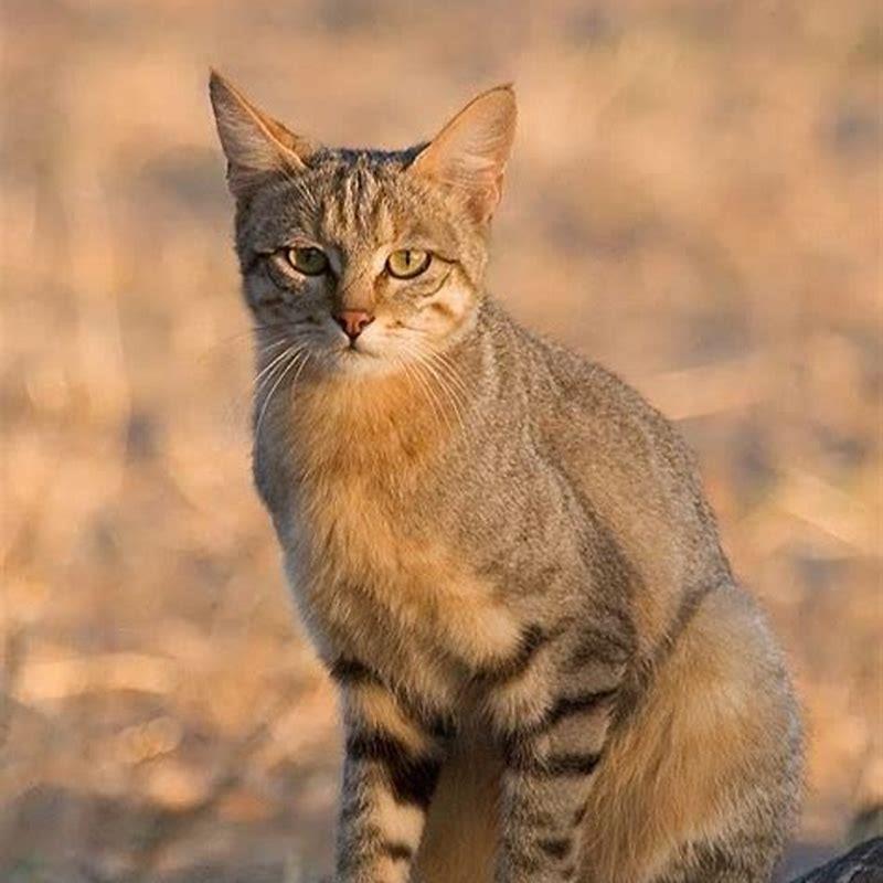 What species are cats related to?