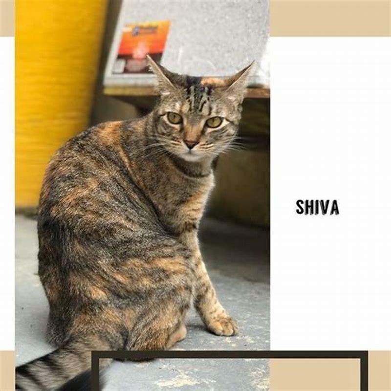 What to give a cat who likes to chew?