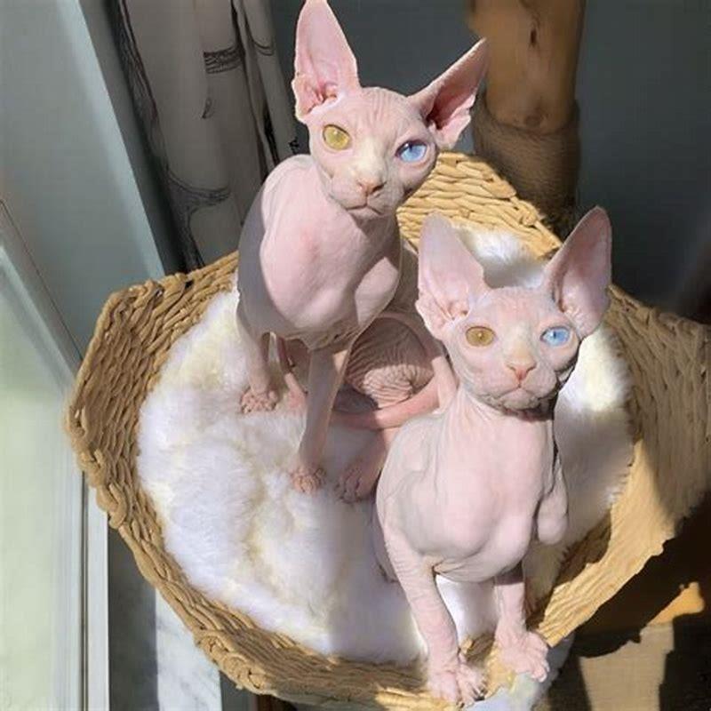 What two breeds make a Sphynx cat?