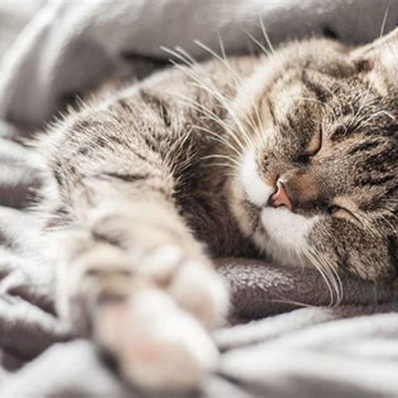 What type of dreams do cats have?
