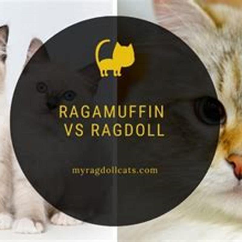 Whats the difference between a Ragamuffin cat and a Ragdoll cat?